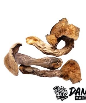Abluey Mushrooms