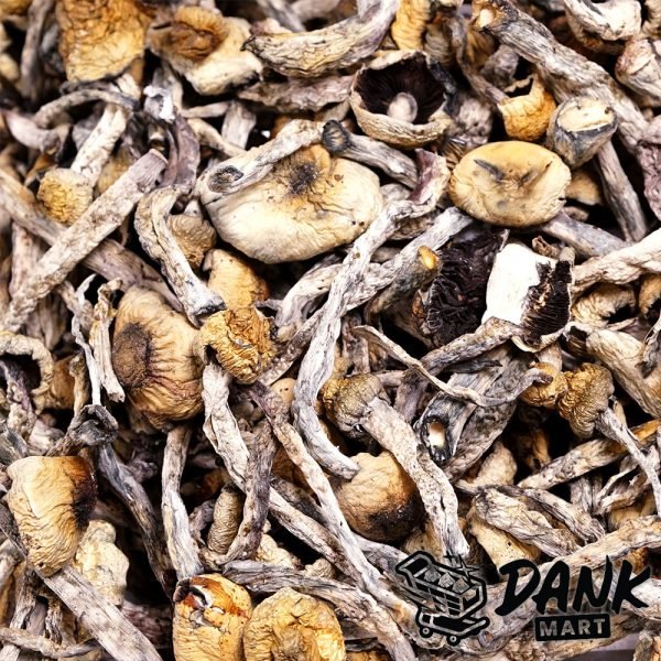 httpsdankmart.cowp-contentuploads202511Penis-Envy-Magic-Mushrooms-dm-2-600x600-1.jpg