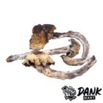 httpsdankmart.cowp-contentuploads202511Penis-Envy-Magic-Mushrooms-dm1-600x600-1.jpg